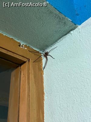 [P17] Un păianjen mic » foto by Mika
 - 
<span class="allrVoted glyphicon glyphicon-heart hidden" id="av1506001"></span>
<a class="m-l-10 hidden" id="sv1506001" onclick="voting_Foto_DelVot(,1506001,11367)" role="button">șterge vot <span class="glyphicon glyphicon-remove"></span></a>
<a id="v91506001" class=" c-red"  onclick="voting_Foto_SetVot(1506001)" role="button"><span class="glyphicon glyphicon-heart-empty"></span> <b>LIKE</b> = Votează poza</a> <img class="hidden"  id="f1506001W9" src="/imagini/loader.gif" border="0" /><span class="AjErrMes hidden" id="e1506001ErM"></span>