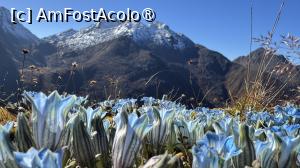 [P03] Floricele la 4300 m » foto by Mika
 - 
<span class="allrVoted glyphicon glyphicon-heart hidden" id="av1505987"></span>
<a class="m-l-10 hidden" id="sv1505987" onclick="voting_Foto_DelVot(,1505987,11367)" role="button">șterge vot <span class="glyphicon glyphicon-remove"></span></a>
<a id="v91505987" class=" c-red"  onclick="voting_Foto_SetVot(1505987)" role="button"><span class="glyphicon glyphicon-heart-empty"></span> <b>LIKE</b> = Votează poza</a> <img class="hidden"  id="f1505987W9" src="/imagini/loader.gif" border="0" /><span class="AjErrMes hidden" id="e1505987ErM"></span>