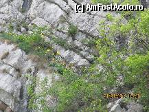 P19 [APR-2012] Laleaua galbena de Cazane
