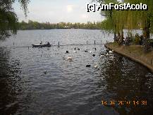 [P06] ratele si lebedele din parcul Herastrau; locul este imprejmuit pentru ca animalele sa nu iasa in lacul mare si sa nu le loveasca vapoarele sau barcile » foto by calinancuta
 - 
<span class="allrVoted glyphicon glyphicon-heart hidden" id="av73468"></span>
<a class="m-l-10 hidden" id="sv73468" onclick="voting_Foto_DelVot(,73468,11447)" role="button">șterge vot <span class="glyphicon glyphicon-remove"></span></a>
<a id="v973468" class=" c-red"  onclick="voting_Foto_SetVot(73468)" role="button"><span class="glyphicon glyphicon-heart-empty"></span> <b>LIKE</b> = Votează poza</a> <img class="hidden"  id="f73468W9" src="/imagini/loader.gif" border="0" /><span class="AjErrMes hidden" id="e73468ErM"></span>