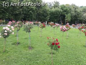 [P21] Parc IOR - Trandafirii din parcul Cuza îți lasă impresia că ai pășit alături de Alice în Țara minunilor » foto by Daisy Petal
 - 
<span class="allrVoted glyphicon glyphicon-heart hidden" id="av1165489"></span>
<a class="m-l-10 hidden" id="sv1165489" onclick="voting_Foto_DelVot(,1165489,11447)" role="button">șterge vot <span class="glyphicon glyphicon-remove"></span></a>
<a id="v91165489" class=" c-red"  onclick="voting_Foto_SetVot(1165489)" role="button"><span class="glyphicon glyphicon-heart-empty"></span> <b>LIKE</b> = Votează poza</a> <img class="hidden"  id="f1165489W9" src="/imagini/loader.gif" border="0" /><span class="AjErrMes hidden" id="e1165489ErM"></span>