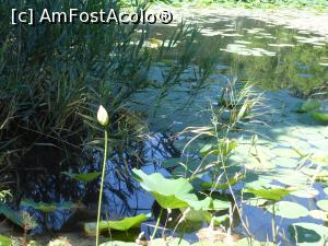 [P07] București - Parcul Circului Metropolitan. Lotusul egiptean - Nelumbo nucifera. » foto by iulianic
 - 
<span class="allrVoted glyphicon glyphicon-heart hidden" id="av1316564"></span>
<a class="m-l-10 hidden" id="sv1316564" onclick="voting_Foto_DelVot(,1316564,11447)" role="button">șterge vot <span class="glyphicon glyphicon-remove"></span></a>
<a id="v91316564" class=" c-red"  onclick="voting_Foto_SetVot(1316564)" role="button"><span class="glyphicon glyphicon-heart-empty"></span> <b>LIKE</b> = Votează poza</a> <img class="hidden"  id="f1316564W9" src="/imagini/loader.gif" border="0" /><span class="AjErrMes hidden" id="e1316564ErM"></span>