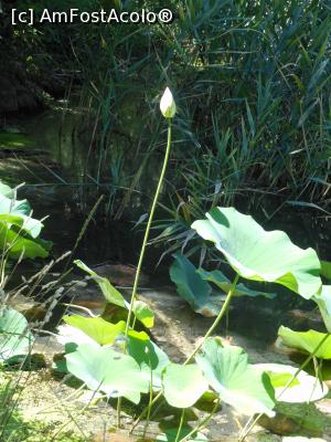 [P09] București - Parcul Circului Metropolitan. Lotusul egiptean - Nelumbo nucifera. » foto by iulianic
 - 
<span class="allrVoted glyphicon glyphicon-heart hidden" id="av1316566"></span>
<a class="m-l-10 hidden" id="sv1316566" onclick="voting_Foto_DelVot(,1316566,11447)" role="button">șterge vot <span class="glyphicon glyphicon-remove"></span></a>
<a id="v91316566" class=" c-red"  onclick="voting_Foto_SetVot(1316566)" role="button"><span class="glyphicon glyphicon-heart-empty"></span> <b>LIKE</b> = Votează poza</a> <img class="hidden"  id="f1316566W9" src="/imagini/loader.gif" border="0" /><span class="AjErrMes hidden" id="e1316566ErM"></span>