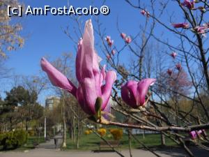 [P02] București - Magnoliile din Parcul Morarilor. » foto by iulianic
 - 
<span class="allrVoted glyphicon glyphicon-heart hidden" id="av1358051"></span>
<a class="m-l-10 hidden" id="sv1358051" onclick="voting_Foto_DelVot(,1358051,11447)" role="button">șterge vot <span class="glyphicon glyphicon-remove"></span></a>
<a id="v91358051" class=" c-red"  onclick="voting_Foto_SetVot(1358051)" role="button"><span class="glyphicon glyphicon-heart-empty"></span> <b>LIKE</b> = Votează poza</a> <img class="hidden"  id="f1358051W9" src="/imagini/loader.gif" border="0" /><span class="AjErrMes hidden" id="e1358051ErM"></span>