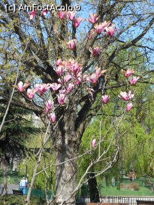 [P24] București - Magnoliile din Parcul Morarilor. » foto by iulianic
 - 
<span class="allrVoted glyphicon glyphicon-heart hidden" id="av1358073"></span>
<a class="m-l-10 hidden" id="sv1358073" onclick="voting_Foto_DelVot(,1358073,11447)" role="button">șterge vot <span class="glyphicon glyphicon-remove"></span></a>
<a id="v91358073" class=" c-red"  onclick="voting_Foto_SetVot(1358073)" role="button"><span class="glyphicon glyphicon-heart-empty"></span> <b>LIKE</b> = Votează poza</a> <img class="hidden"  id="f1358073W9" src="/imagini/loader.gif" border="0" /><span class="AjErrMes hidden" id="e1358073ErM"></span>