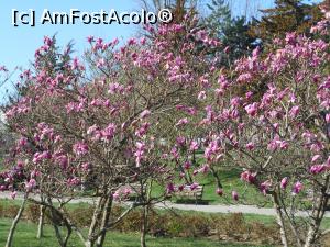 [P05] București - Magnoliile din Parcul Morarilor. » foto by iulianic
 - 
<span class="allrVoted glyphicon glyphicon-heart hidden" id="av1358054"></span>
<a class="m-l-10 hidden" id="sv1358054" onclick="voting_Foto_DelVot(,1358054,11447)" role="button">șterge vot <span class="glyphicon glyphicon-remove"></span></a>
<a id="v91358054" class=" c-red"  onclick="voting_Foto_SetVot(1358054)" role="button"><span class="glyphicon glyphicon-heart-empty"></span> <b>LIKE</b> = Votează poza</a> <img class="hidden"  id="f1358054W9" src="/imagini/loader.gif" border="0" /><span class="AjErrMes hidden" id="e1358054ErM"></span>