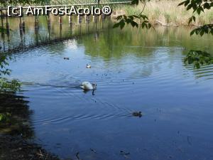 [P18] București - Parcul Sticlăriei. Lângă al doilea pod, a început urmărirea. » foto by iulianic
 - 
<span class="allrVoted glyphicon glyphicon-heart hidden" id="av1362070"></span>
<a class="m-l-10 hidden" id="sv1362070" onclick="voting_Foto_DelVot(,1362070,11447)" role="button">șterge vot <span class="glyphicon glyphicon-remove"></span></a>
<a id="v91362070" class=" c-red"  onclick="voting_Foto_SetVot(1362070)" role="button"><span class="glyphicon glyphicon-heart-empty"></span> <b>LIKE</b> = Votează poza</a> <img class="hidden"  id="f1362070W9" src="/imagini/loader.gif" border="0" /><span class="AjErrMes hidden" id="e1362070ErM"></span>