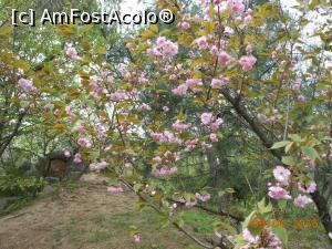 [P18] București - Grădina japoneză din Herăstrău. Cireșii înfloriți sunt peste tot. » foto by iulianic
 - 
<span class="allrVoted glyphicon glyphicon-heart hidden" id="av728474"></span>
<a class="m-l-10 hidden" id="sv728474" onclick="voting_Foto_DelVot(,728474,11447)" role="button">șterge vot <span class="glyphicon glyphicon-remove"></span></a>
<a id="v9728474" class=" c-red"  onclick="voting_Foto_SetVot(728474)" role="button"><span class="glyphicon glyphicon-heart-empty"></span> <b>LIKE</b> = Votează poza</a> <img class="hidden"  id="f728474W9" src="/imagini/loader.gif" border="0" /><span class="AjErrMes hidden" id="e728474ErM"></span>