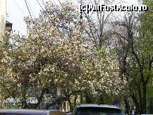 P10 [APR-2013] Magnolia ocrotită de pe strada Delavrancea, lîngă Parcul Kiseleff. E un adevărat spectacol! 
