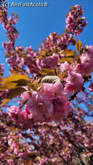 [P10] Înflorirea cireșilor din Grădina japoneză din Herastrău » foto by vlado2
 - 
<span class="allrVoted glyphicon glyphicon-heart hidden" id="av1525553"></span>
<a class="m-l-10 hidden" id="sv1525553" onclick="voting_Foto_DelVot(,1525553,11447)" role="button">șterge vot <span class="glyphicon glyphicon-remove"></span></a>
<a id="v91525553" class=" c-red"  onclick="voting_Foto_SetVot(1525553)" role="button"><span class="glyphicon glyphicon-heart-empty"></span> <b>LIKE</b> = Votează poza</a> <img class="hidden"  id="f1525553W9" src="/imagini/loader.gif" border="0" /><span class="AjErrMes hidden" id="e1525553ErM"></span>