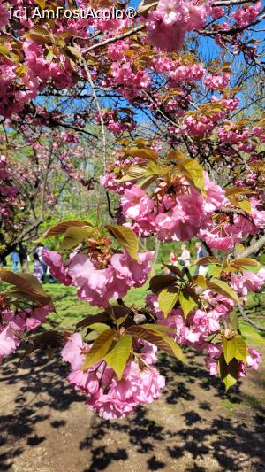 [P11] Înflorirea cireșilor din Grădina japoneză din Herastrău » foto by vlado2
 - 
<span class="allrVoted glyphicon glyphicon-heart hidden" id="av1525554"></span>
<a class="m-l-10 hidden" id="sv1525554" onclick="voting_Foto_DelVot(,1525554,11447)" role="button">șterge vot <span class="glyphicon glyphicon-remove"></span></a>
<a id="v91525554" class=" c-red"  onclick="voting_Foto_SetVot(1525554)" role="button"><span class="glyphicon glyphicon-heart-empty"></span> <b>LIKE</b> = Votează poza</a> <img class="hidden"  id="f1525554W9" src="/imagini/loader.gif" border="0" /><span class="AjErrMes hidden" id="e1525554ErM"></span>