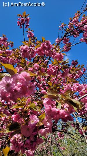 [P12] Înflorirea cireșilor din Grădina japoneză din Herastrău » foto by vlado2
 - 
<span class="allrVoted glyphicon glyphicon-heart hidden" id="av1525555"></span>
<a class="m-l-10 hidden" id="sv1525555" onclick="voting_Foto_DelVot(,1525555,11447)" role="button">șterge vot <span class="glyphicon glyphicon-remove"></span></a>
<a id="v91525555" class=" c-red"  onclick="voting_Foto_SetVot(1525555)" role="button"><span class="glyphicon glyphicon-heart-empty"></span> <b>LIKE</b> = Votează poza</a> <img class="hidden"  id="f1525555W9" src="/imagini/loader.gif" border="0" /><span class="AjErrMes hidden" id="e1525555ErM"></span>