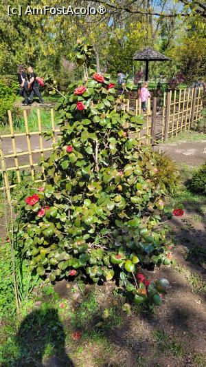 [P19] Grădina japoneză din Herastrău » foto by vlado2
 - 
<span class="allrVoted glyphicon glyphicon-heart hidden" id="av1525562"></span>
<a class="m-l-10 hidden" id="sv1525562" onclick="voting_Foto_DelVot(,1525562,11447)" role="button">șterge vot <span class="glyphicon glyphicon-remove"></span></a>
<a id="v91525562" class=" c-red"  onclick="voting_Foto_SetVot(1525562)" role="button"><span class="glyphicon glyphicon-heart-empty"></span> <b>LIKE</b> = Votează poza</a> <img class="hidden"  id="f1525562W9" src="/imagini/loader.gif" border="0" /><span class="AjErrMes hidden" id="e1525562ErM"></span>