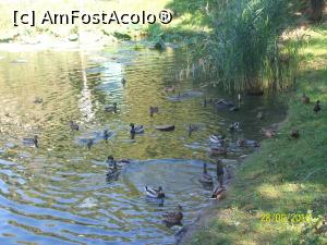 [P01] Ratuste salbatice pe lacul din parc.  » foto by cristina47*
 - 
<span class="allrVoted glyphicon glyphicon-heart hidden" id="av795727"></span>
<a class="m-l-10 hidden" id="sv795727" onclick="voting_Foto_DelVot(,795727,11447)" role="button">șterge vot <span class="glyphicon glyphicon-remove"></span></a>
<a id="v9795727" class=" c-red"  onclick="voting_Foto_SetVot(795727)" role="button"><span class="glyphicon glyphicon-heart-empty"></span> <b>LIKE</b> = Votează poza</a> <img class="hidden"  id="f795727W9" src="/imagini/loader.gif" border="0" /><span class="AjErrMes hidden" id="e795727ErM"></span>