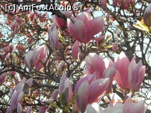 [P12] A inflorit magnolia din Parcul Circului » foto by cristina47*
 - 
<span class="allrVoted glyphicon glyphicon-heart hidden" id="av843886"></span>
<a class="m-l-10 hidden" id="sv843886" onclick="voting_Foto_DelVot(,843886,11447)" role="button">șterge vot <span class="glyphicon glyphicon-remove"></span></a>
<a id="v9843886" class=" c-red"  onclick="voting_Foto_SetVot(843886)" role="button"><span class="glyphicon glyphicon-heart-empty"></span> <b>LIKE</b> = Votează poza</a> <img class="hidden"  id="f843886W9" src="/imagini/loader.gif" border="0" /><span class="AjErrMes hidden" id="e843886ErM"></span>