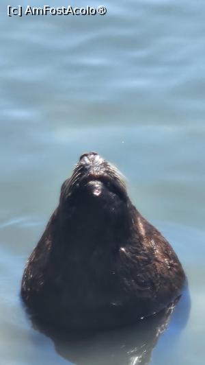 [P12] leu de mare » foto by robert
 - 
<span class="allrVoted glyphicon glyphicon-heart hidden" id="av1526862"></span>
<a class="m-l-10 hidden" id="sv1526862" onclick="voting_Foto_DelVot(,1526862,11494)" role="button">șterge vot <span class="glyphicon glyphicon-remove"></span></a>
<a id="v91526862" class=" c-red"  onclick="voting_Foto_SetVot(1526862)" role="button"><span class="glyphicon glyphicon-heart-empty"></span> <b>LIKE</b> = Votează poza</a> <img class="hidden"  id="f1526862W9" src="/imagini/loader.gif" border="0" /><span class="AjErrMes hidden" id="e1526862ErM"></span>