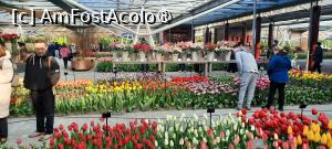 [P21] Grădinile Keukenhof, Pavilionul Willem-Alexander, cu nesfârșite lalele... » foto by mprofeanu
 - 
<span class="allrVoted glyphicon glyphicon-heart hidden" id="av1481581"></span>
<a class="m-l-10 hidden" id="sv1481581" onclick="voting_Foto_DelVot(,1481581,11516)" role="button">șterge vot <span class="glyphicon glyphicon-remove"></span></a>
<a id="v91481581" class=" c-red"  onclick="voting_Foto_SetVot(1481581)" role="button"><span class="glyphicon glyphicon-heart-empty"></span> <b>LIKE</b> = Votează poza</a> <img class="hidden"  id="f1481581W9" src="/imagini/loader.gif" border="0" /><span class="AjErrMes hidden" id="e1481581ErM"></span>