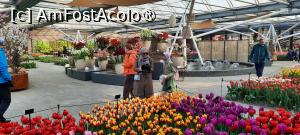 [P24] Grădinile Keukenhof, Pavilionul Willem-Alexander, cu nesfârșite lalele... » foto by mprofeanu
 - 
<span class="allrVoted glyphicon glyphicon-heart hidden" id="av1481584"></span>
<a class="m-l-10 hidden" id="sv1481584" onclick="voting_Foto_DelVot(,1481584,11516)" role="button">șterge vot <span class="glyphicon glyphicon-remove"></span></a>
<a id="v91481584" class=" c-red"  onclick="voting_Foto_SetVot(1481584)" role="button"><span class="glyphicon glyphicon-heart-empty"></span> <b>LIKE</b> = Votează poza</a> <img class="hidden"  id="f1481584W9" src="/imagini/loader.gif" border="0" /><span class="AjErrMes hidden" id="e1481584ErM"></span>