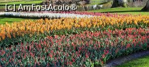 [P59] Grădinile Keukenhof, Pe lângă iaz » foto by mprofeanu
 - 
<span class="allrVoted glyphicon glyphicon-heart hidden" id="av1481619"></span>
<a class="m-l-10 hidden" id="sv1481619" onclick="voting_Foto_DelVot(,1481619,11516)" role="button">șterge vot <span class="glyphicon glyphicon-remove"></span></a>
<a id="v91481619" class=" c-red"  onclick="voting_Foto_SetVot(1481619)" role="button"><span class="glyphicon glyphicon-heart-empty"></span> <b>LIKE</b> = Votează poza</a> <img class="hidden"  id="f1481619W9" src="/imagini/loader.gif" border="0" /><span class="AjErrMes hidden" id="e1481619ErM"></span>