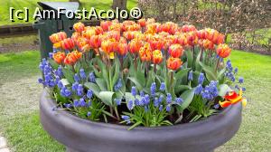 [P17] Flori in parcul Keukenhof » foto by PISICAANA
 - 
<span class="allrVoted glyphicon glyphicon-heart hidden" id="av852849"></span>
<a class="m-l-10 hidden" id="sv852849" onclick="voting_Foto_DelVot(,852849,11516)" role="button">șterge vot <span class="glyphicon glyphicon-remove"></span></a>
<a id="v9852849" class=" c-red"  onclick="voting_Foto_SetVot(852849)" role="button"><span class="glyphicon glyphicon-heart-empty"></span> <b>LIKE</b> = Votează poza</a> <img class="hidden"  id="f852849W9" src="/imagini/loader.gif" border="0" /><span class="AjErrMes hidden" id="e852849ErM"></span>