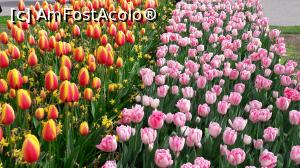 [P20] Flori in parcul Keukenhof » foto by PISICAANA
 - 
<span class="allrVoted glyphicon glyphicon-heart hidden" id="av852852"></span>
<a class="m-l-10 hidden" id="sv852852" onclick="voting_Foto_DelVot(,852852,11516)" role="button">șterge vot <span class="glyphicon glyphicon-remove"></span></a>
<a id="v9852852" class=" c-red"  onclick="voting_Foto_SetVot(852852)" role="button"><span class="glyphicon glyphicon-heart-empty"></span> <b>LIKE</b> = Votează poza</a> <img class="hidden"  id="f852852W9" src="/imagini/loader.gif" border="0" /><span class="AjErrMes hidden" id="e852852ErM"></span>