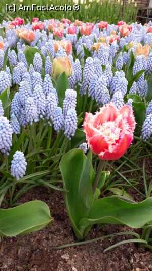 [P25] Flori in parcul Keukenhof » foto by PISICAANA
 - 
<span class="allrVoted glyphicon glyphicon-heart hidden" id="av852859"></span>
<a class="m-l-10 hidden" id="sv852859" onclick="voting_Foto_DelVot(,852859,11516)" role="button">șterge vot <span class="glyphicon glyphicon-remove"></span></a>
<a id="v9852859" class=" c-red"  onclick="voting_Foto_SetVot(852859)" role="button"><span class="glyphicon glyphicon-heart-empty"></span> <b>LIKE</b> = Votează poza</a> <img class="hidden"  id="f852859W9" src="/imagini/loader.gif" border="0" /><span class="AjErrMes hidden" id="e852859ErM"></span>