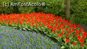 [P05] Keukenhof 2019, straturi de flori » foto by hopyk
 - 
<span class="allrVoted glyphicon glyphicon-heart hidden" id="av1120506"></span>
<a class="m-l-10 hidden" id="sv1120506" onclick="voting_Foto_DelVot(,1120506,11516)" role="button">șterge vot <span class="glyphicon glyphicon-remove"></span></a>
<a id="v91120506" class=" c-red"  onclick="voting_Foto_SetVot(1120506)" role="button"><span class="glyphicon glyphicon-heart-empty"></span> <b>LIKE</b> = Votează poza</a> <img class="hidden"  id="f1120506W9" src="/imagini/loader.gif" border="0" /><span class="AjErrMes hidden" id="e1120506ErM"></span>