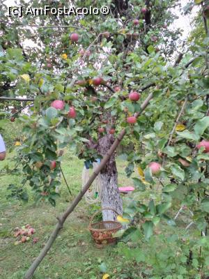 P22 [SEP-2018] Mărul face mere