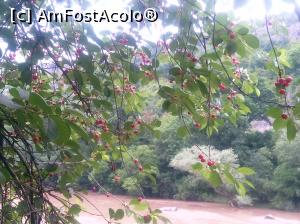 [P30] Visini in fata hotelului. Cine poftea, se putea servi fara probleme » foto by georgel
 - 
<span class="allrVoted glyphicon glyphicon-heart hidden" id="av862061"></span>
<a class="m-l-10 hidden" id="sv862061" onclick="voting_Foto_DelVot(,862061,11645)" role="button">șterge vot <span class="glyphicon glyphicon-remove"></span></a>
<a id="v9862061" class=" c-red"  onclick="voting_Foto_SetVot(862061)" role="button"><span class="glyphicon glyphicon-heart-empty"></span> <b>LIKE</b> = Votează poza</a> <img class="hidden"  id="f862061W9" src="/imagini/loader.gif" border="0" /><span class="AjErrMes hidden" id="e862061ErM"></span>