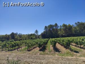 [P28] Plantații de viță-de-vie în Provence » foto by crismis
 - 
<span class="allrVoted glyphicon glyphicon-heart hidden" id="av1502499"></span>
<a class="m-l-10 hidden" id="sv1502499" onclick="voting_Foto_DelVot(,1502499,11696)" role="button">șterge vot <span class="glyphicon glyphicon-remove"></span></a>
<a id="v91502499" class=" c-red"  onclick="voting_Foto_SetVot(1502499)" role="button"><span class="glyphicon glyphicon-heart-empty"></span> <b>LIKE</b> = Votează poza</a> <img class="hidden"  id="f1502499W9" src="/imagini/loader.gif" border="0" /><span class="AjErrMes hidden" id="e1502499ErM"></span>