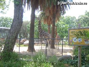 [P02] Girafe la Grădina Zoologică din Barcelona » foto by DepartureGate7
 - 
<span class="allrVoted glyphicon glyphicon-heart hidden" id="av615588"></span>
<a class="m-l-10 hidden" id="sv615588" onclick="voting_Foto_DelVot(,615588,11799)" role="button">șterge vot <span class="glyphicon glyphicon-remove"></span></a>
<a id="v9615588" class=" c-red"  onclick="voting_Foto_SetVot(615588)" role="button"><span class="glyphicon glyphicon-heart-empty"></span> <b>LIKE</b> = Votează poza</a> <img class="hidden"  id="f615588W9" src="/imagini/loader.gif" border="0" /><span class="AjErrMes hidden" id="e615588ErM"></span>