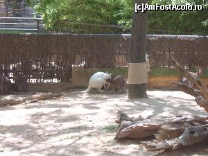 [P07] Cangurul Alb de la Grădina Zoologică din Barcelona » foto by DepartureGate7
 - 
<span class="allrVoted glyphicon glyphicon-heart hidden" id="av615615"></span>
<a class="m-l-10 hidden" id="sv615615" onclick="voting_Foto_DelVot(,615615,11799)" role="button">șterge vot <span class="glyphicon glyphicon-remove"></span></a>
<a id="v9615615" class=" c-red"  onclick="voting_Foto_SetVot(615615)" role="button"><span class="glyphicon glyphicon-heart-empty"></span> <b>LIKE</b> = Votează poza</a> <img class="hidden"  id="f615615W9" src="/imagini/loader.gif" border="0" /><span class="AjErrMes hidden" id="e615615ErM"></span>