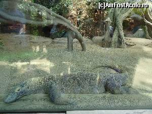 [P08] Varanul de Komodo de la Grădina Zoologică din Barcelona » foto by DepartureGate7
 - 
<span class="allrVoted glyphicon glyphicon-heart hidden" id="av615619"></span>
<a class="m-l-10 hidden" id="sv615619" onclick="voting_Foto_DelVot(,615619,11799)" role="button">șterge vot <span class="glyphicon glyphicon-remove"></span></a>
<a id="v9615619" class=" c-red"  onclick="voting_Foto_SetVot(615619)" role="button"><span class="glyphicon glyphicon-heart-empty"></span> <b>LIKE</b> = Votează poza</a> <img class="hidden"  id="f615619W9" src="/imagini/loader.gif" border="0" /><span class="AjErrMes hidden" id="e615619ErM"></span>