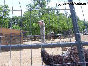 [P09] Un struț curios la Grădina Zoologică din Barcelona » foto by DepartureGate7
 - 
<span class="allrVoted glyphicon glyphicon-heart hidden" id="av615625"></span>
<a class="m-l-10 hidden" id="sv615625" onclick="voting_Foto_DelVot(,615625,11799)" role="button">șterge vot <span class="glyphicon glyphicon-remove"></span></a>
<a id="v9615625" class=" c-red"  onclick="voting_Foto_SetVot(615625)" role="button"><span class="glyphicon glyphicon-heart-empty"></span> <b>LIKE</b> = Votează poza</a> <img class="hidden"  id="f615625W9" src="/imagini/loader.gif" border="0" /><span class="AjErrMes hidden" id="e615625ErM"></span>