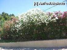 [P14] Lendri din curtea hotelului » foto by olteanul2010
 - 
<span class="allrVoted glyphicon glyphicon-heart hidden" id="av336589"></span>
<a class="m-l-10 hidden" id="sv336589" onclick="voting_Foto_DelVot(,336589,11877)" role="button">șterge vot <span class="glyphicon glyphicon-remove"></span></a>
<a id="v9336589" class=" c-red"  onclick="voting_Foto_SetVot(336589)" role="button"><span class="glyphicon glyphicon-heart-empty"></span> <b>LIKE</b> = Votează poza</a> <img class="hidden"  id="f336589W9" src="/imagini/loader.gif" border="0" /><span class="AjErrMes hidden" id="e336589ErM"></span>