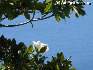 [P31] floare de ficus,  » foto by popescu a
 - 
<span class="allrVoted glyphicon glyphicon-heart hidden" id="av517020"></span>
<a class="m-l-10 hidden" id="sv517020" onclick="voting_Foto_DelVot(,517020,11907)" role="button">șterge vot <span class="glyphicon glyphicon-remove"></span></a>
<a id="v9517020" class=" c-red"  onclick="voting_Foto_SetVot(517020)" role="button"><span class="glyphicon glyphicon-heart-empty"></span> <b>LIKE</b> = Votează poza</a> <img class="hidden"  id="f517020W9" src="/imagini/loader.gif" border="0" /><span class="AjErrMes hidden" id="e517020ErM"></span>