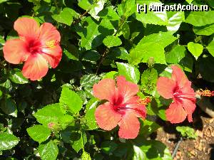 [P15] hibiscus- gard viu » foto by silvia tudoran
 - 
<span class="allrVoted glyphicon glyphicon-heart hidden" id="av345679"></span>
<a class="m-l-10 hidden" id="sv345679" onclick="voting_Foto_DelVot(,345679,12093)" role="button">șterge vot <span class="glyphicon glyphicon-remove"></span></a>
<a id="v9345679" class=" c-red"  onclick="voting_Foto_SetVot(345679)" role="button"><span class="glyphicon glyphicon-heart-empty"></span> <b>LIKE</b> = Votează poza</a> <img class="hidden"  id="f345679W9" src="/imagini/loader.gif" border="0" /><span class="AjErrMes hidden" id="e345679ErM"></span>