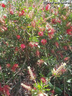 P34 [MAY-2014] Arbusti cu flori prin Sidari