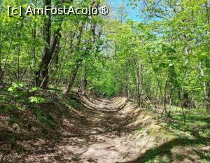 [P18] Poteca largă prin pădure – atenție și la bicicliști ! » foto by BOGDAN DSN
 - 
<span class="allrVoted glyphicon glyphicon-heart hidden" id="av1433504"></span>
<a class="m-l-10 hidden" id="sv1433504" onclick="voting_Foto_DelVot(,1433504,12680)" role="button">șterge vot <span class="glyphicon glyphicon-remove"></span></a>
<a id="v91433504" class=" c-red"  onclick="voting_Foto_SetVot(1433504)" role="button"><span class="glyphicon glyphicon-heart-empty"></span> <b>LIKE</b> = Votează poza</a> <img class="hidden"  id="f1433504W9" src="/imagini/loader.gif" border="0" /><span class="AjErrMes hidden" id="e1433504ErM"></span>