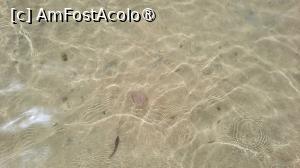 [P17] Mici vietati in apa » foto by artemisa24
 - 
<span class="allrVoted glyphicon glyphicon-heart hidden" id="av1542434"></span>
<a class="m-l-10 hidden" id="sv1542434" onclick="voting_Foto_DelVot(,1542434,12724)" role="button">șterge vot <span class="glyphicon glyphicon-remove"></span></a>
<a id="v91542434" class=" c-red"  onclick="voting_Foto_SetVot(1542434)" role="button"><span class="glyphicon glyphicon-heart-empty"></span> <b>LIKE</b> = Votează poza</a> <img class="hidden"  id="f1542434W9" src="/imagini/loader.gif" border="0" /><span class="AjErrMes hidden" id="e1542434ErM"></span>