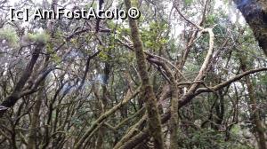 [P33] O zi şi o noapte în La Gomera - LauriSilva » foto by nicole33
 - 
<span class="allrVoted glyphicon glyphicon-heart hidden" id="av846598"></span>
<a class="m-l-10 hidden" id="sv846598" onclick="voting_Foto_DelVot(,846598,12735)" role="button">șterge vot <span class="glyphicon glyphicon-remove"></span></a>
<a id="v9846598" class=" c-red"  onclick="voting_Foto_SetVot(846598)" role="button"><span class="glyphicon glyphicon-heart-empty"></span> <b>LIKE</b> = Votează poza</a> <img class="hidden"  id="f846598W9" src="/imagini/loader.gif" border="0" /><span class="AjErrMes hidden" id="e846598ErM"></span>