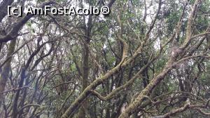 [P34] O zi şi o noapte în La Gomera - LauriSilva » foto by nicole33
 - 
<span class="allrVoted glyphicon glyphicon-heart hidden" id="av846599"></span>
<a class="m-l-10 hidden" id="sv846599" onclick="voting_Foto_DelVot(,846599,12735)" role="button">șterge vot <span class="glyphicon glyphicon-remove"></span></a>
<a id="v9846599" class=" c-red"  onclick="voting_Foto_SetVot(846599)" role="button"><span class="glyphicon glyphicon-heart-empty"></span> <b>LIKE</b> = Votează poza</a> <img class="hidden"  id="f846599W9" src="/imagini/loader.gif" border="0" /><span class="AjErrMes hidden" id="e846599ErM"></span>
