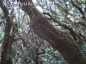 [P36] O zi şi o noapte în La Gomera - LauriSilva » foto by nicole33
 - 
<span class="allrVoted glyphicon glyphicon-heart hidden" id="av846601"></span>
<a class="m-l-10 hidden" id="sv846601" onclick="voting_Foto_DelVot(,846601,12735)" role="button">șterge vot <span class="glyphicon glyphicon-remove"></span></a>
<a id="v9846601" class=" c-red"  onclick="voting_Foto_SetVot(846601)" role="button"><span class="glyphicon glyphicon-heart-empty"></span> <b>LIKE</b> = Votează poza</a> <img class="hidden"  id="f846601W9" src="/imagini/loader.gif" border="0" /><span class="AjErrMes hidden" id="e846601ErM"></span>