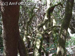 [P37] O zi şi o noapte în La Gomera - LauriSilva » foto by nicole33
 - 
<span class="allrVoted glyphicon glyphicon-heart hidden" id="av846602"></span>
<a class="m-l-10 hidden" id="sv846602" onclick="voting_Foto_DelVot(,846602,12735)" role="button">șterge vot <span class="glyphicon glyphicon-remove"></span></a>
<a id="v9846602" class=" c-red"  onclick="voting_Foto_SetVot(846602)" role="button"><span class="glyphicon glyphicon-heart-empty"></span> <b>LIKE</b> = Votează poza</a> <img class="hidden"  id="f846602W9" src="/imagini/loader.gif" border="0" /><span class="AjErrMes hidden" id="e846602ErM"></span>