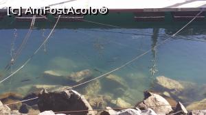 [P89] O zi şi o noapte în La Gomera - peşti în zona portului » foto by nicole33
 - 
<span class="allrVoted glyphicon glyphicon-heart hidden" id="av846654"></span>
<a class="m-l-10 hidden" id="sv846654" onclick="voting_Foto_DelVot(,846654,12735)" role="button">șterge vot <span class="glyphicon glyphicon-remove"></span></a>
<a id="v9846654" class=" c-red"  onclick="voting_Foto_SetVot(846654)" role="button"><span class="glyphicon glyphicon-heart-empty"></span> <b>LIKE</b> = Votează poza</a> <img class="hidden"  id="f846654W9" src="/imagini/loader.gif" border="0" /><span class="AjErrMes hidden" id="e846654ErM"></span>