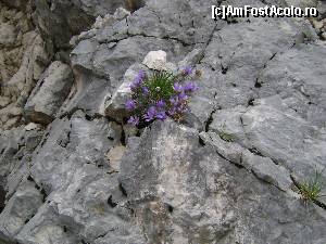 [P16] Flori pe stanca la Mausoleul Lovcen » foto by costy69
 - 
<span class="allrVoted glyphicon glyphicon-heart hidden" id="av572603"></span>
<a class="m-l-10 hidden" id="sv572603" onclick="voting_Foto_DelVot(,572603,12772)" role="button">șterge vot <span class="glyphicon glyphicon-remove"></span></a>
<a id="v9572603" class=" c-red"  onclick="voting_Foto_SetVot(572603)" role="button"><span class="glyphicon glyphicon-heart-empty"></span> <b>LIKE</b> = Votează poza</a> <img class="hidden"  id="f572603W9" src="/imagini/loader.gif" border="0" /><span class="AjErrMes hidden" id="e572603ErM"></span>