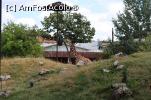 [P27] Girafa la masă! » foto by mont
 - 
<span class="allrVoted glyphicon glyphicon-heart hidden" id="av1511775"></span>
<a class="m-l-10 hidden" id="sv1511775" onclick="voting_Foto_DelVot(,1511775,12774)" role="button">șterge vot <span class="glyphicon glyphicon-remove"></span></a>
<a id="v91511775" class=" c-red"  onclick="voting_Foto_SetVot(1511775)" role="button"><span class="glyphicon glyphicon-heart-empty"></span> <b>LIKE</b> = Votează poza</a> <img class="hidden"  id="f1511775W9" src="/imagini/loader.gif" border="0" /><span class="AjErrMes hidden" id="e1511775ErM"></span>