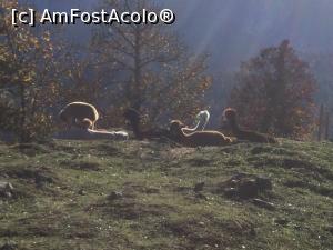 [P34] Batea soarele si nu puteam poza mai bine alpacalele » foto by mishu
 - 
<span class="allrVoted glyphicon glyphicon-heart hidden" id="av1020203"></span>
<a class="m-l-10 hidden" id="sv1020203" onclick="voting_Foto_DelVot(,1020203,12814)" role="button">șterge vot <span class="glyphicon glyphicon-remove"></span></a>
<a id="v91020203" class=" c-red"  onclick="voting_Foto_SetVot(1020203)" role="button"><span class="glyphicon glyphicon-heart-empty"></span> <b>LIKE</b> = Votează poza</a> <img class="hidden"  id="f1020203W9" src="/imagini/loader.gif" border="0" /><span class="AjErrMes hidden" id="e1020203ErM"></span>