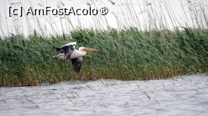 [P24] Pelican venind la aterizare » foto by pepsi70ro
 - 
<span class="allrVoted glyphicon glyphicon-heart hidden" id="av1529630"></span>
<a class="m-l-10 hidden" id="sv1529630" onclick="voting_Foto_DelVot(,1529630,12857)" role="button">șterge vot <span class="glyphicon glyphicon-remove"></span></a>
<a id="v91529630" class=" c-red"  onclick="voting_Foto_SetVot(1529630)" role="button"><span class="glyphicon glyphicon-heart-empty"></span> <b>LIKE</b> = Votează poza</a> <img class="hidden"  id="f1529630W9" src="/imagini/loader.gif" border="0" /><span class="AjErrMes hidden" id="e1529630ErM"></span>