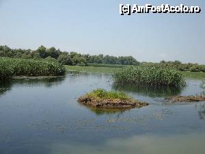 [P61] Peisaj surprins în timpul croazierei în Delta Dunării, de la bordul navei ”Delta II” » foto by mariana.olaru
 - 
<span class="allrVoted glyphicon glyphicon-heart hidden" id="av400816"></span>
<a class="m-l-10 hidden" id="sv400816" onclick="voting_Foto_DelVot(,400816,13626)" role="button">șterge vot <span class="glyphicon glyphicon-remove"></span></a>
<a id="v9400816" class=" c-red"  onclick="voting_Foto_SetVot(400816)" role="button"><span class="glyphicon glyphicon-heart-empty"></span> <b>LIKE</b> = Votează poza</a> <img class="hidden"  id="f400816W9" src="/imagini/loader.gif" border="0" /><span class="AjErrMes hidden" id="e400816ErM"></span>